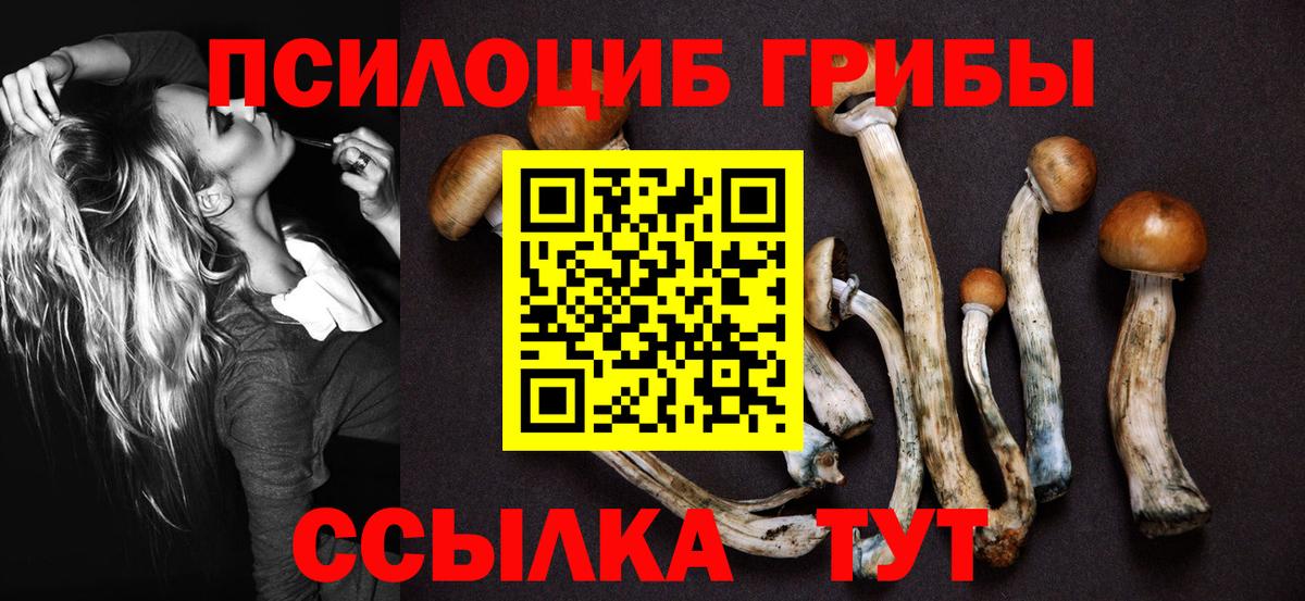 Псилоцибиновые грибы Psilocybe Долгопрудный